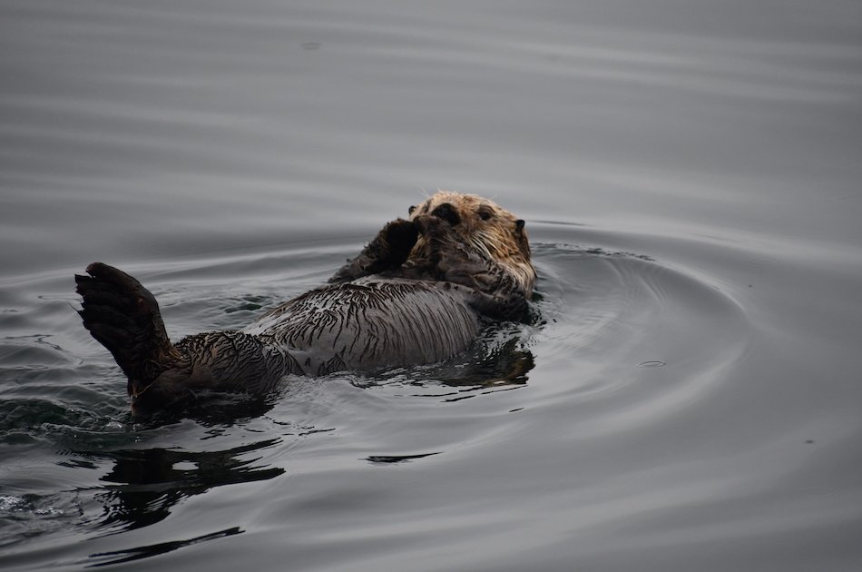 Hoonah Whale watching with live Drone footage!