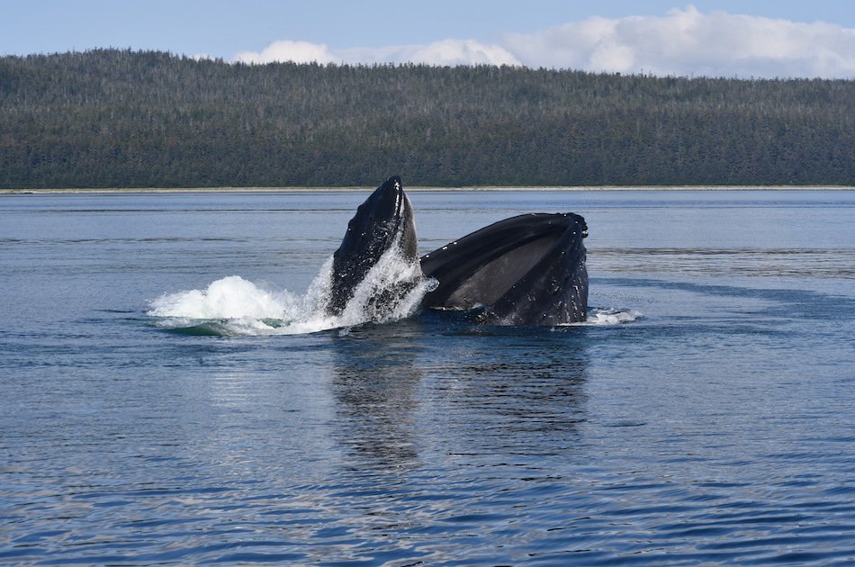 Hoonah Whale watching with live Drone footage!