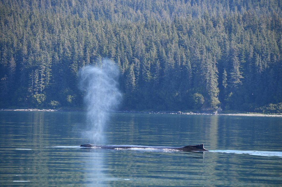 Hoonah Whale watching with live Drone footage!