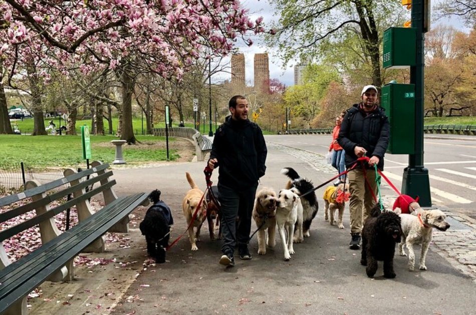 Story Behind Central Park: Manhattan’s Backyard, Wilderness by Design