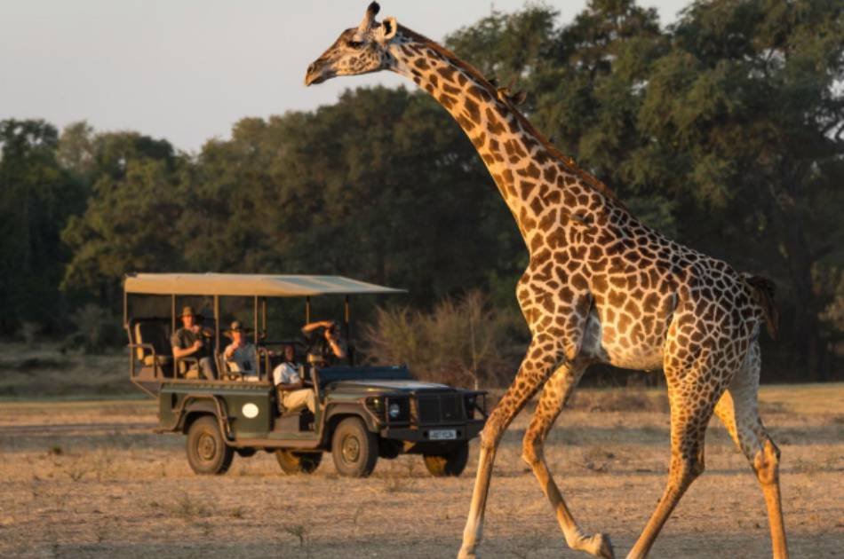 7 Days Best of Zambia Safari – Kafue & South Luangwa National Park