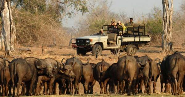 7 Days South Luangwa Affordable Zambia Safari