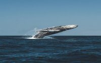 Whale Watching from Reykjavik